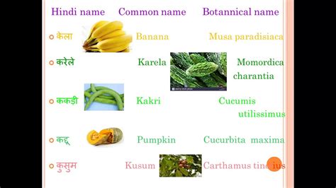 A banana tree is the largest flowering herbaceous plant in the world. Science - Botanical Name of Plants - YouTube