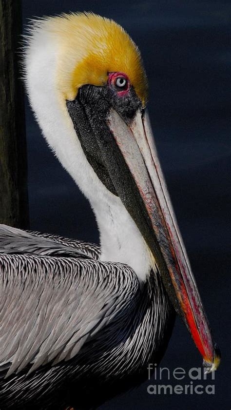 Colors Of A Pelican Photograph By Quinn Sedam Fine Art America