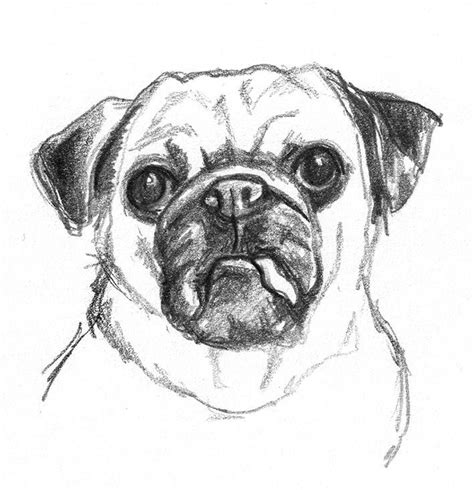 Original dog drawing, dog portrait, spitz portrait, dog art, new year's gift, wall art, pet portrait, pomeranian, spitz illustration. Dog sketches - Pencil drawings of dogs #DogSketch | Things ...