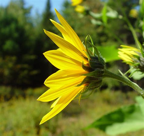 Helianthus Tuberosus Tuberous Sunflower Go Botany