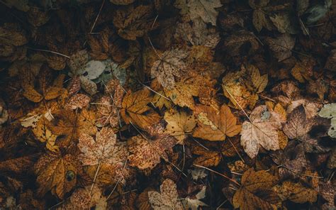 Download Wallpaper 3840x2400 Foliage Leaves Fallen Dry Autumn 4k