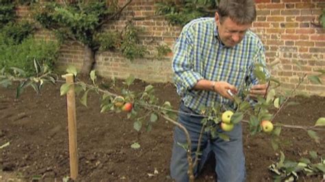 bbc two alan titchmarsh s garden secrets 17th century how to create espalier or step over