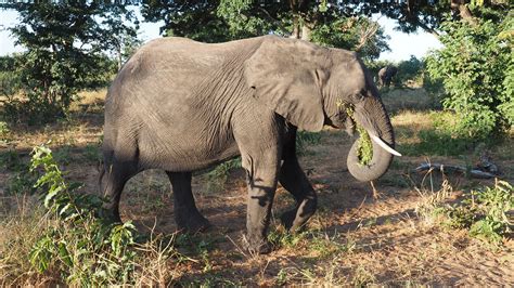 Fotos Gratis Aventuras Animal Fauna Silvestre Selva África