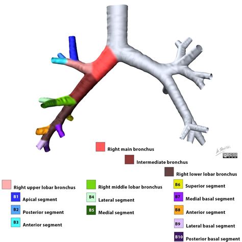 Lobar And Segmental Bronchial Anatomy Of The Right Lung Anatomy