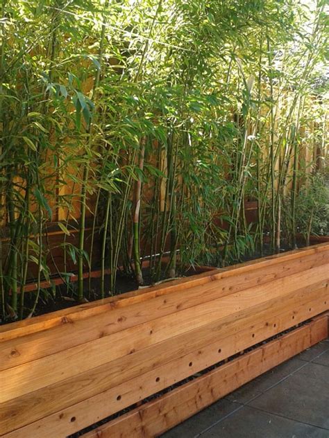 Privacy Solution For Small Spaces Bamboo In Containers For Your Home