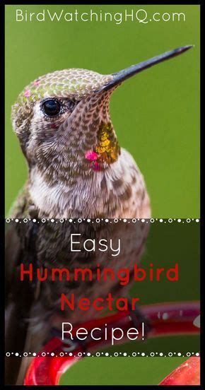 Easy Hummingbird Nectar Recipe W Only Two Ingredients Hummingbird