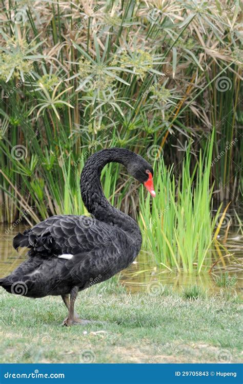 A Black Swan Stock Image Image Of Elegance Beautiful 29705843