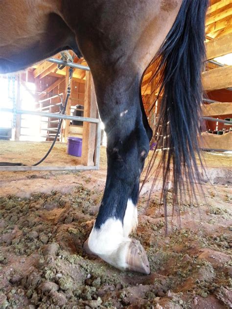 Equine Wellbeing Rescue Inc Mavericks Left Hind Leg Injury