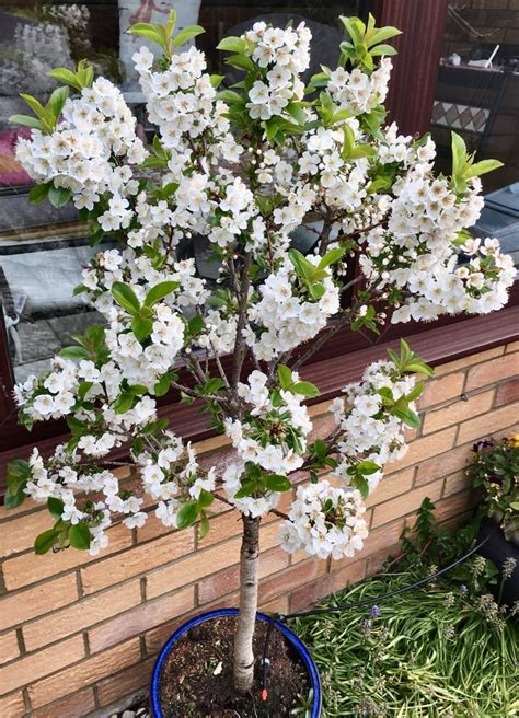 Dwarf Cherry Tree Guide Uk Dwarf Cherry A Year In Pictures