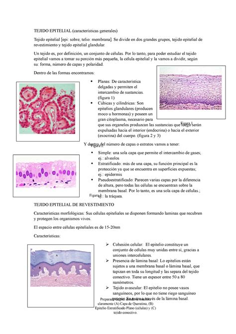 Tejido epitelial de revestimiento TEJIDO EPITELIAL características