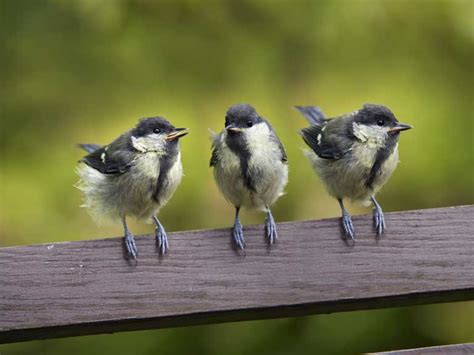 The Great Tit Population Identification And Song Saga