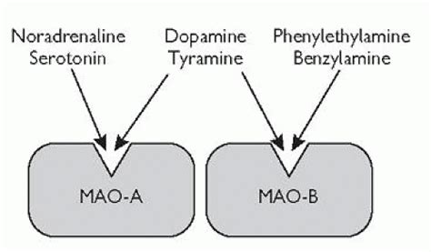 Monoamine Oxidase Inhibitors Neupsy Key