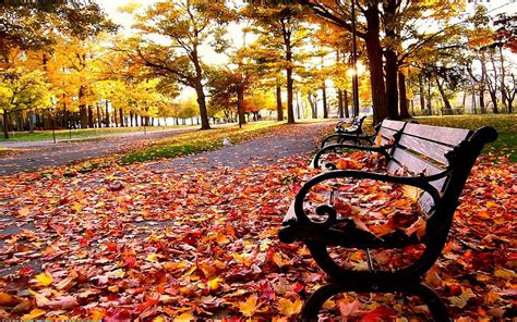 autumn park autumn leaves park benches hd wallpaper peakpx