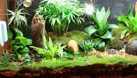 How To Build A Salamander Vivarium Or Terrarium PetHelpful