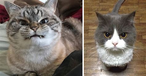 36 Of The Words Angriest Cats Ever Who Have Had Enough Of Your Bs