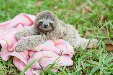 Swimming Squeaking And More 5 Sloth Facts Explained