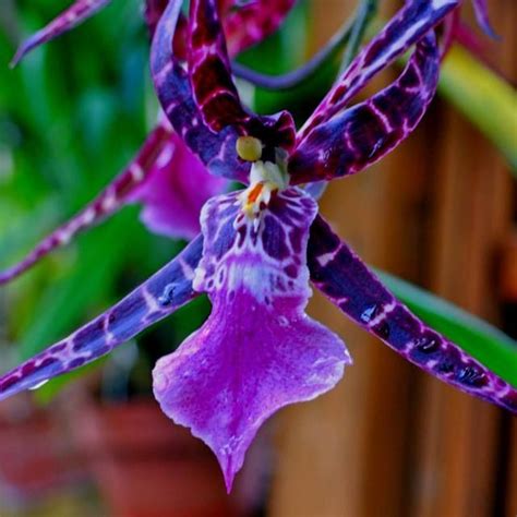 Exotic Orchids Serafini Amelia Amazing Purple Flowering Orchid Unusual Flowers Unusual Plants