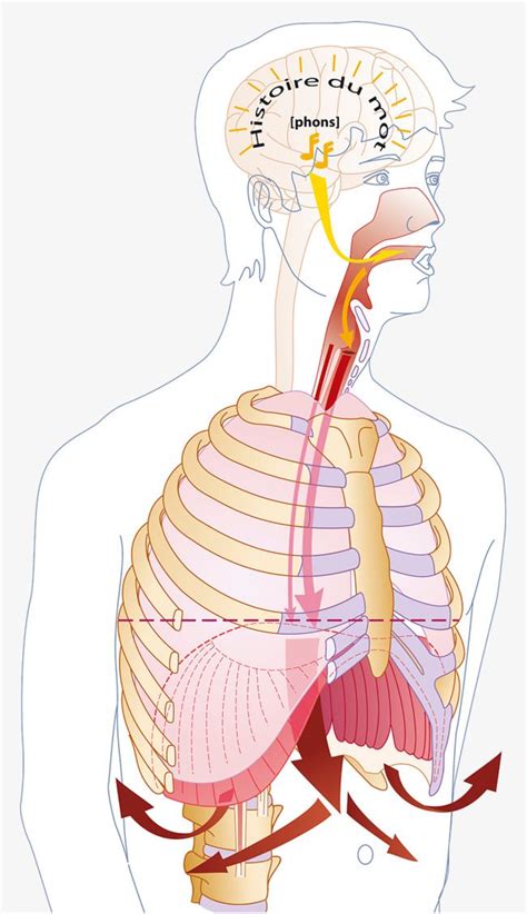 The respiratory system (apparatus respiratorius) uses the nose, nasal cavity, pharynx, larynx, trachea, bronchi, and smaller passageways to bring air to the alveoli or sites of gaseous exchange within the lungs. Human Respiratory System Structure, Respiratory Tract ...