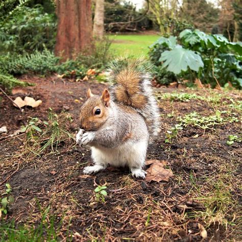Grey Squirrel Hyde Park London Cute Grey Squirrel Feeding Hyde Park