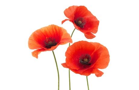 Blumen is a revolutionized record keeping for trio programs to find better and more efficient ways to serve their participants. Blumen und deren Bedeutung