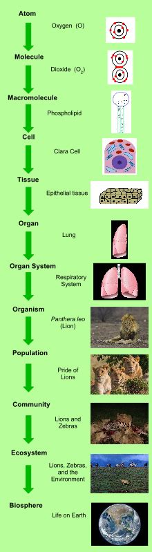 Biological Organisation Wikipedia