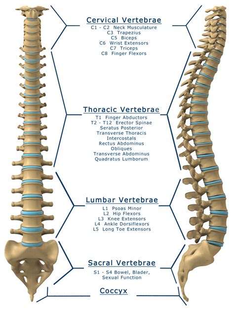 Spinal Cord Bone Anatomy