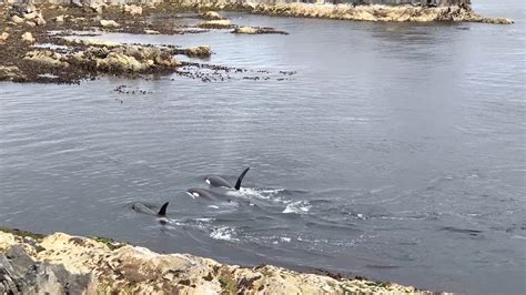 Orcas Spotted Hunting Off Coast Youtube