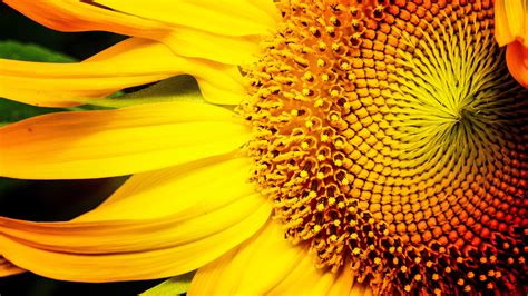 Sunflower 4k Ultra Hd Wallpaper Background Image 3840x2160 Id