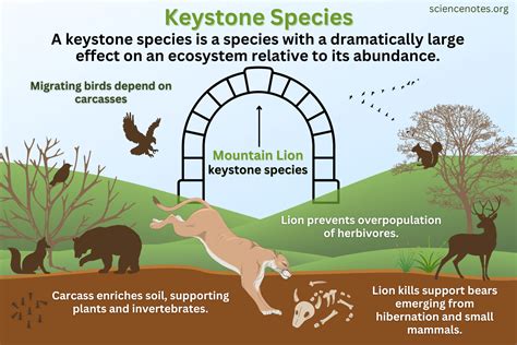 Keystone Species Definition Examples Importance