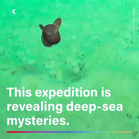 Seeker By The Verge On Twitter This Remote Underwater Expedition Is Revealing Deep Sea