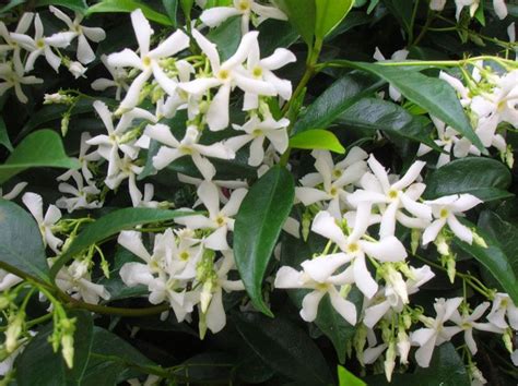 Check spelling or type a new query. Star Jasmine (Trachelospermum jasminoides) is a beautiful ...
