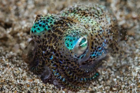 Bobtail Squid Burying Euprymna Berryi Anilao Pier Decemb Flickr