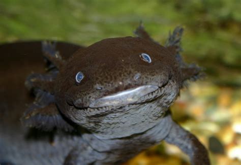 White Wolf Meet Axolotl Ambystoma Mexicanum The Happiest Animal In
