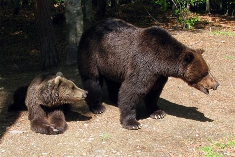 Bulgarian Mps Toss Murder Of Killer Bears Into Hands Of Agriculture