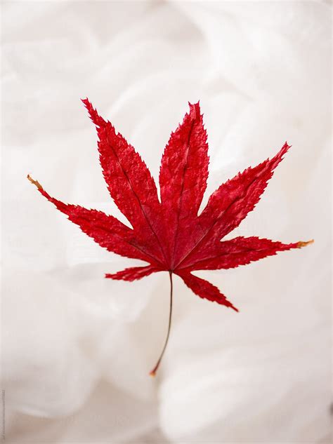 Dried Fall Japanese Maple Leaf By Stocksy Contributor Jeff Wasserman
