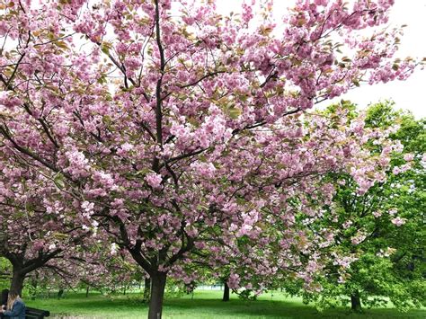 The Cherry Blossoms In Greenwich Park Are Still In Full Bloom London