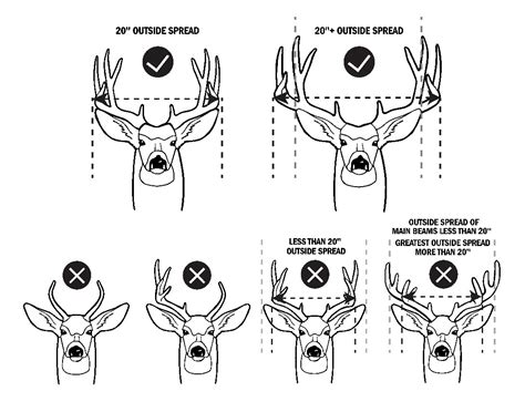 Mule Deer Antler Growth Chart