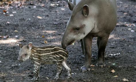 Descubre todo sobre el Tapir: características, hábitat y conservación