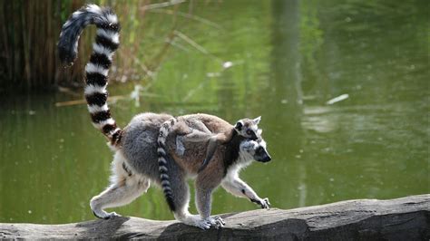 Ring Tailed Lemurs And Ruffed Lemurs Madagascar The Real King Julian
