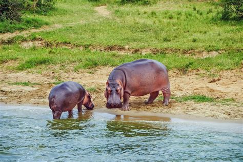 11 Animal Excursions In Uganda