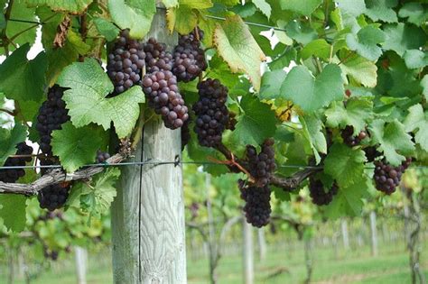 Maybe you would like to learn more about one of these? Grapes on the Vine | Grapes, Flowers photography, Vines
