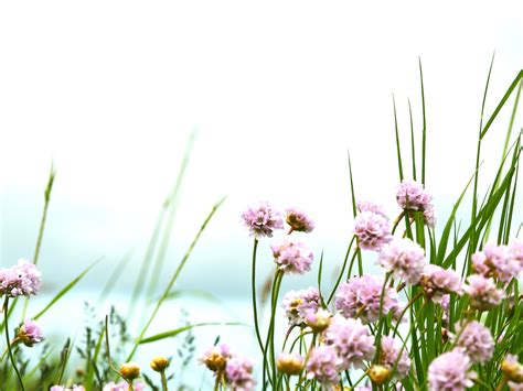 Free Images Sea Nature Branch Blossom Meadow Flower Atmosphere