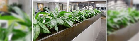 Sydney Indoor Plant Hire And Maintenance Rent Plants Sydney