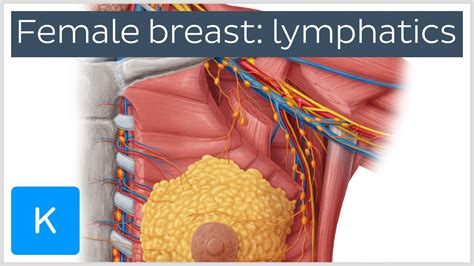 Female Breast Lymphatic Drainage Preview Human Anatomy Kenhub
