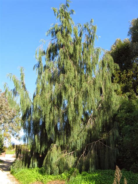 Trees Of Santa Cruz County Cupressus Cashmeriana Kashmir Cypressus