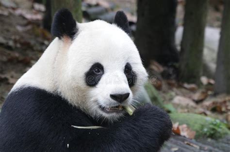 Close Up Giant Panda Fluffy Face China Stock Photo Image Of Funny
