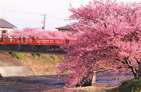 See more of 河津町観光協会 on facebook. 【2019】全国の河津桜や寒桜など"早咲き桜"スポット34選 ...
