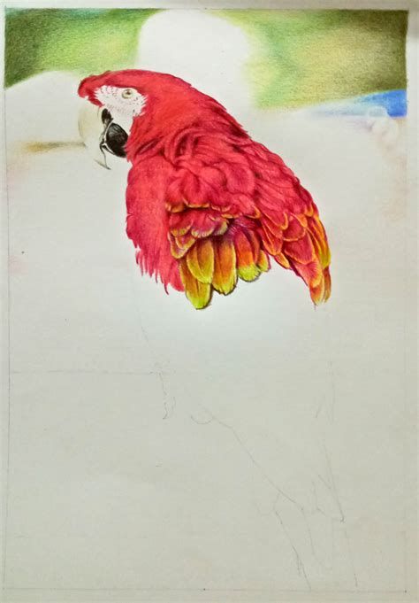 Scarlet Macaw Parrot Colored Pencil Drawing On Behance