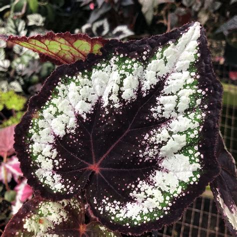 Begonia Black Beauty In 2021 Begonia Begonia Varieties Rex