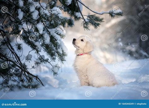 Golden Retriever Puppy Posing In The Snow Stock Image Image Of Baby